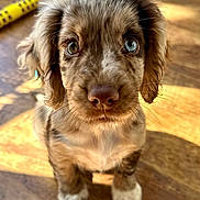 Mabel is registered to the contest to win money with this photo: adorable, animal, blue_eye, brown, close_up, cute, dog, fluffy, fur, heterochromia, indoor, looking_at_camera, pet, portrait, puppy, shadow, small_paws, sunlight, wooden_floor, young