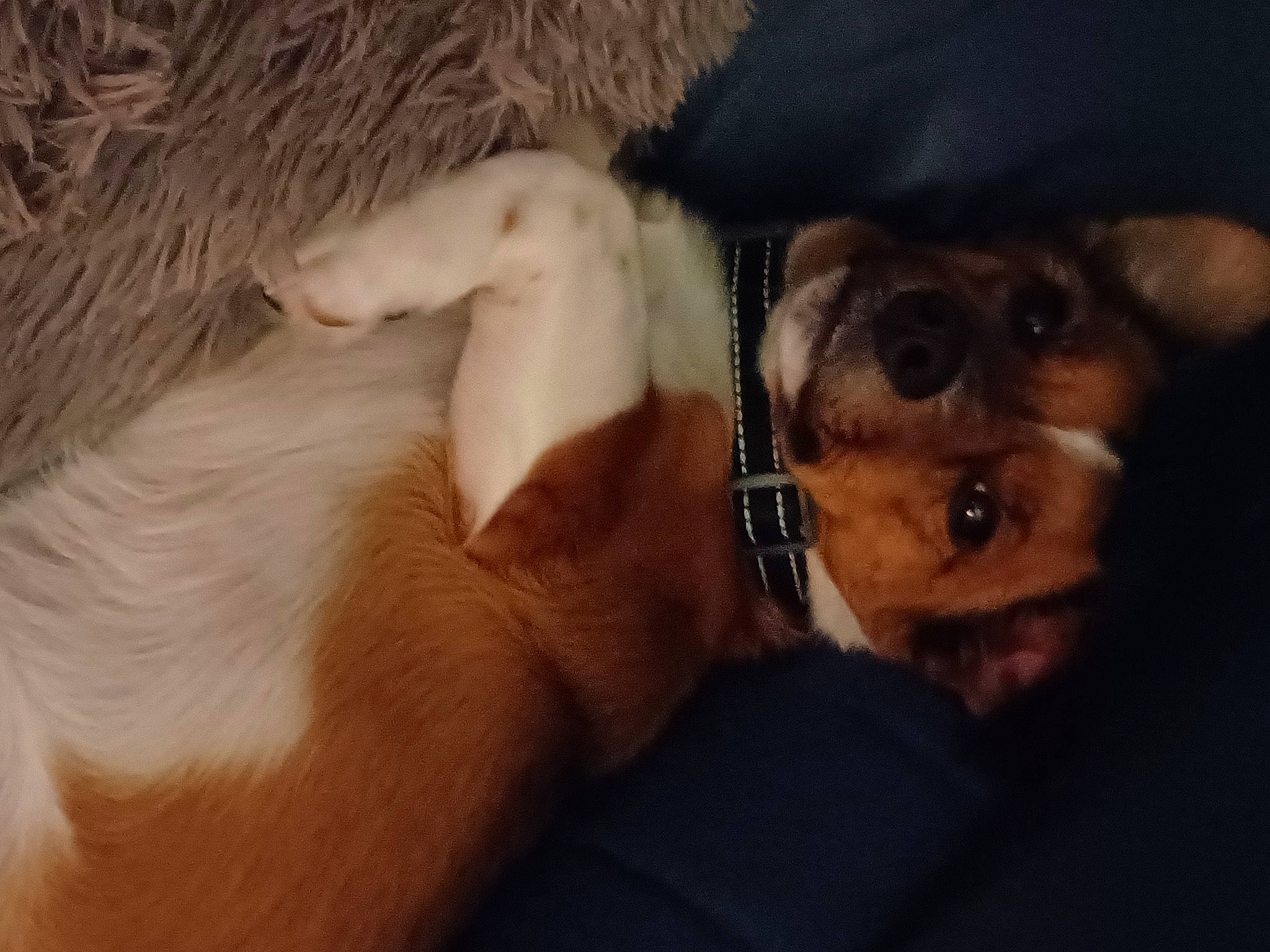 Edouard a rejoint le concours — aidez-le/la à gagner de superbes lots ! canidae, carnivore, comfort, companion_dog, dog, dog_breed, ear, fawn, fur, guard_dog, liver, paw, snout, sporting_group, toy_dog, whiskers, working_animal