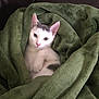 blanket, cat, couch, cozy, cute, domestic_animal, ears, feline, fur, green_blanket, indoor, kitten, lounging, paws, pet, portrait, relaxed, sleepy, sofa, whiskers