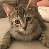 Smoky participe au concours pour gagner de l'argent avec cette photo : cat, kitten, tabby, pet, animal, feline, ears, eyes, whiskers, fur, couch, indoor, closeup, resting, cute, young, curious, soft, home, relaxed