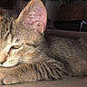 Smoky a rejoint le concours — aidez-le/la à gagner de superbes lots ! cat, kitten, tabby, sleepy, resting, fur, animal, pet, indoors, couch, cozy, feline, whiskers, ears, closeup, relaxing, home, comfort, soft, sleep