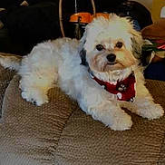 Shelby is registered to the contest to win money with this photo: dog, pet, indoor, couch, lamp, bandana, fluffy, white_dog, black_ears, cozy, furniture, living_room, relaxed, animal, cute, small_dog, domestic, resting, home, decor