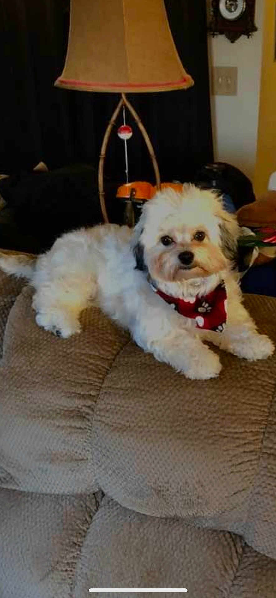 Shelby is registered to the contest to win money with this photo: dog, pet, indoor, couch, lamp, bandana, fluffy, white_dog, black_ears, cozy, furniture, living_room, relaxed, animal, cute, small_dog, domestic, resting, home, decor