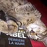 cat, tabby, sleeping, paw, fur, book, text, red_blanket, cozy, close_up, indoor, relaxed, animal, pet, cute, resting, mammal, whiskers, soft, peaceful