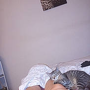Bidule a rejoint le concours — aidez-le/la à gagner de superbes lots ! kitten, cat, sleeping, legs, blanket, bed, indoor, painting, leopard, wall, striped_cat, resting, cozy, furniture, human, comfort, relaxation, animal, pet, domestic