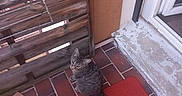 Bidule a rejoint le concours — aidez-le/la à gagner de superbes lots ! cat, tabby_cat, red_mat, tile_floor, wooden_fence, door_frame, cardboard, porch, curious, looking_back, outdoor, pet, animal, feline, tail, ears, whiskers, sitting, brown, gray