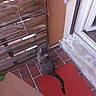 cat, tabby_cat, red_mat, tile_floor, wooden_fence, door_frame, cardboard, porch, curious, looking_back, outdoor, pet, animal, feline, tail, ears, whiskers, sitting, brown, gray