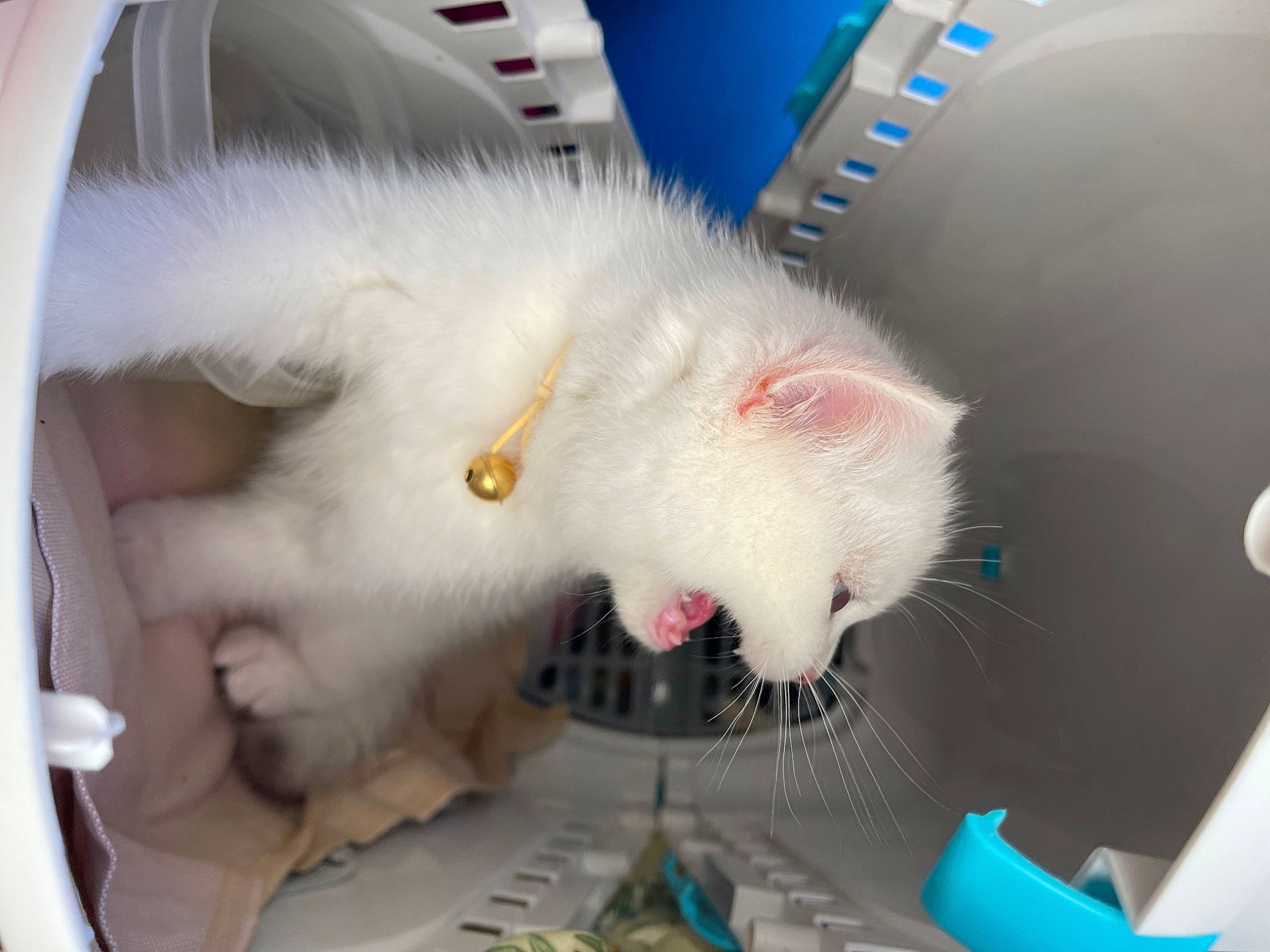 Tio participe au concours pour gagner de l'argent avec cette photo : canidae, carnivore, cat, claw, domestic_short_haired_cat, fang, fawn, felidae, foot, fur, hamster, marsupial, mouse, paw, rodent, small_to_medium_sized_cats, snout, tail, whiskers