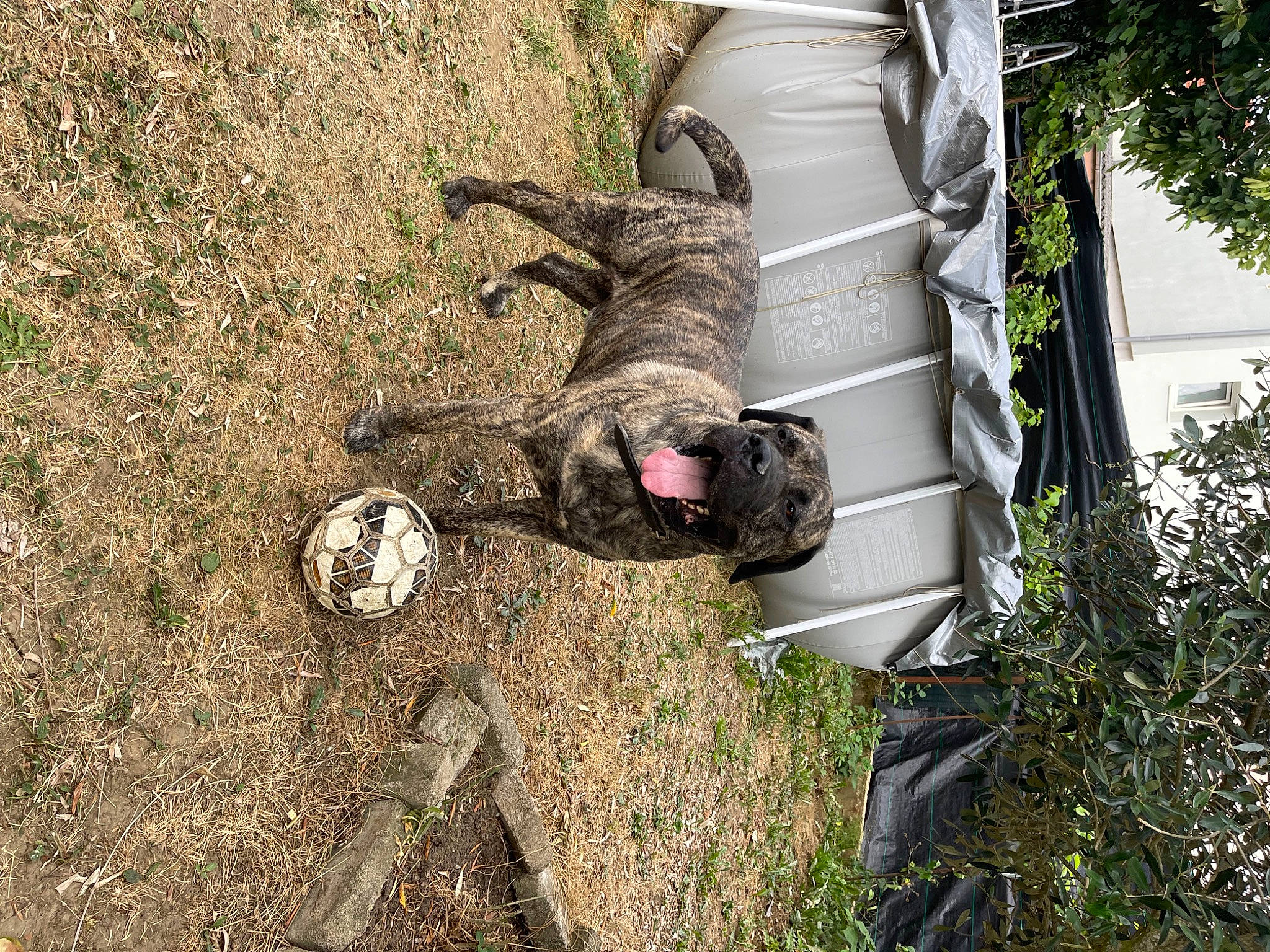 Meïko a rejoint le concours — aidez-le/la à gagner de superbes lots ! army, boot, camouflage, cargo_pants, dog, grass, hat, infantry, marines, military_camouflage, military_organization, military_person, military_uniform, plant, recreation, shrub, sneakers, soldier, sporting_group, tree