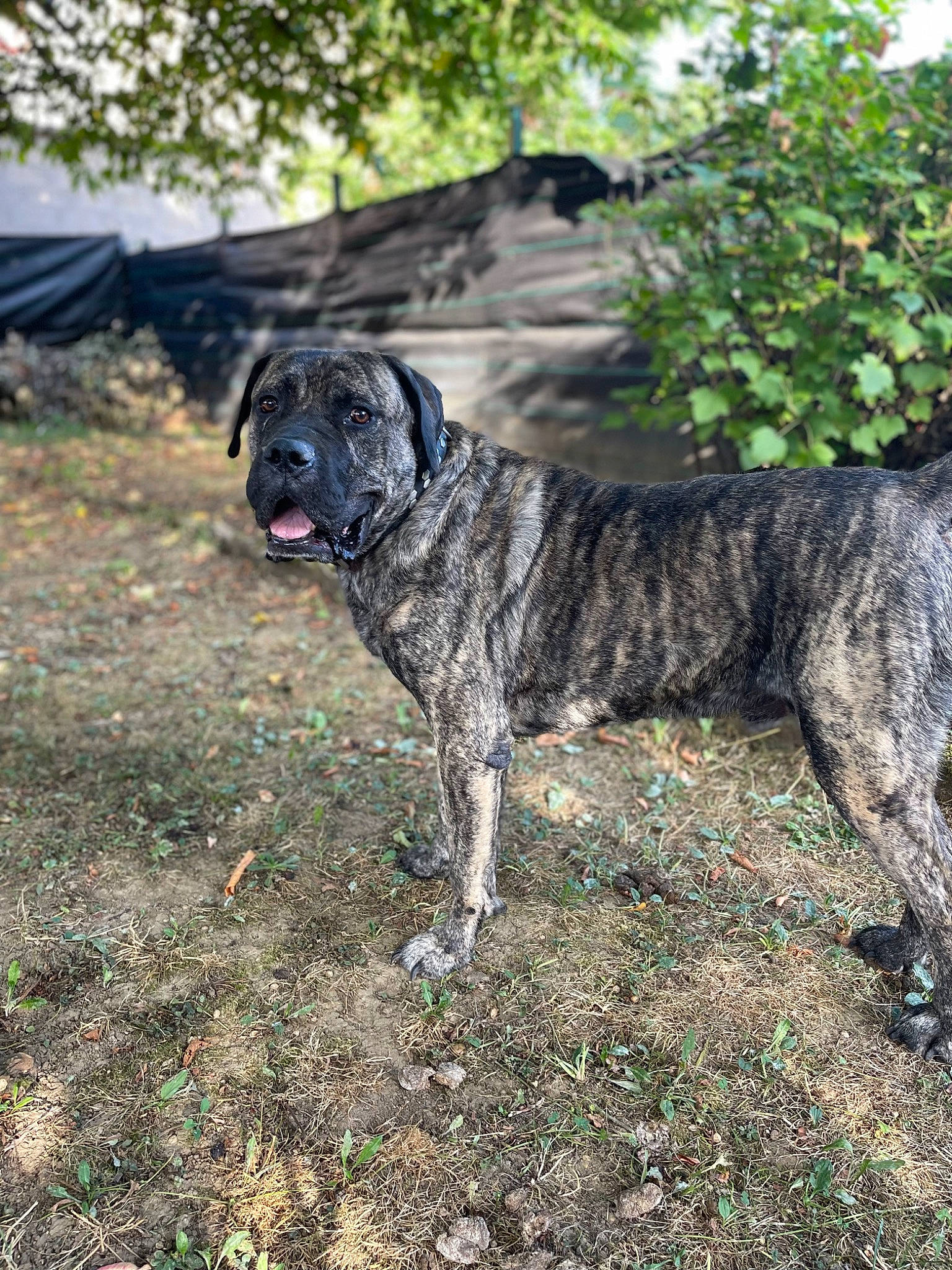 Meïko participe au concours pour gagner de l'argent avec cette photo : biting, canidae, carnivore, companion_dog, dog, dog_breed, fawn, grass, guard_dog, landscape, non_sporting_group, plant, snout, soil, sporting_group, tail, terrestrial_animal, tree, working_dog, wrinkle