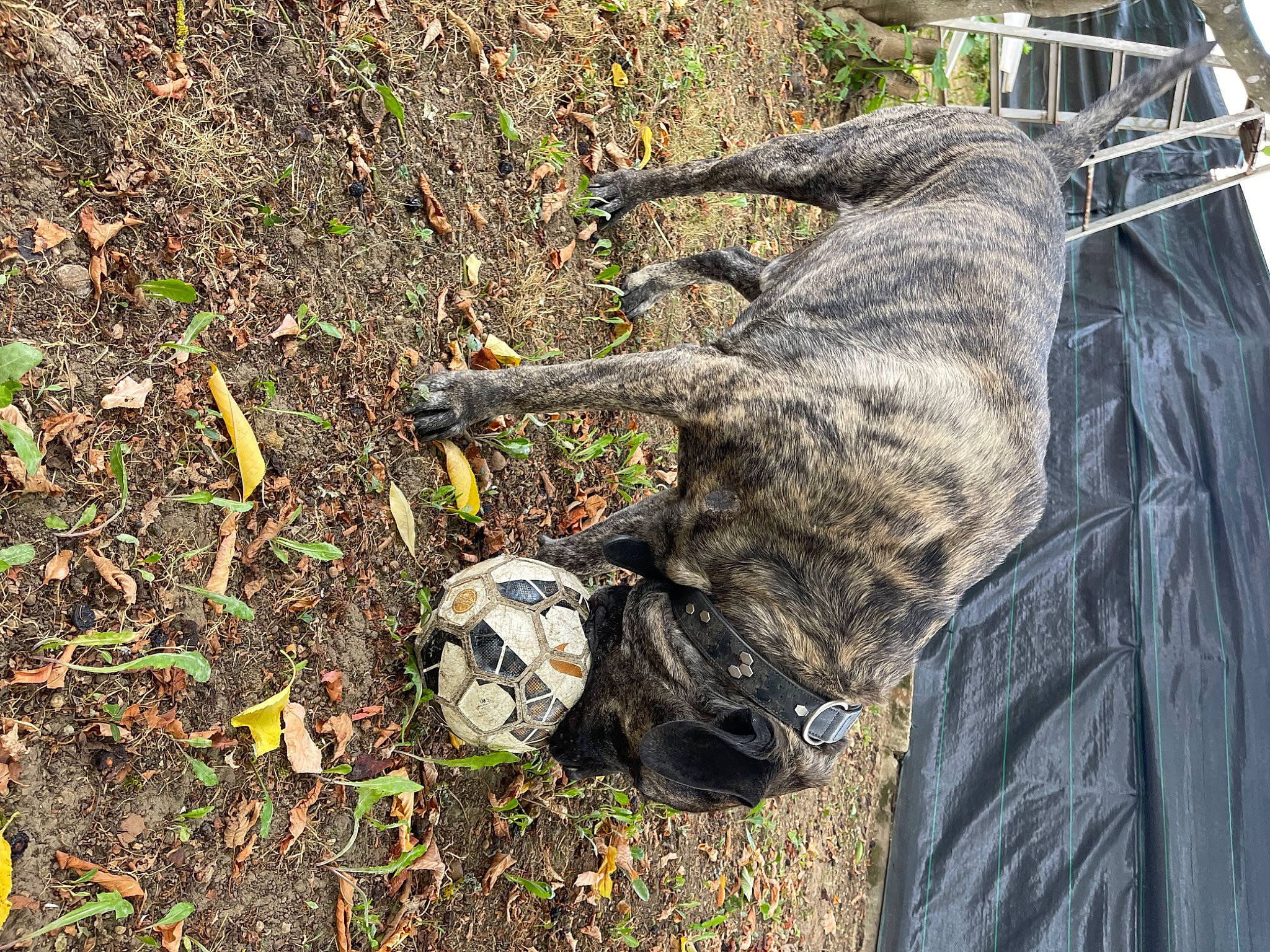 Meïko a rejoint le concours — aidez-le/la à gagner de superbes lots ! camouflage, canidae, carnivore, collar, dog, dog_breed, dog_collar, felidae, grass, guard_dog, leash, military_camouflage, plant, road_surface, shadow, soil, soldier, tail, trunk, wood