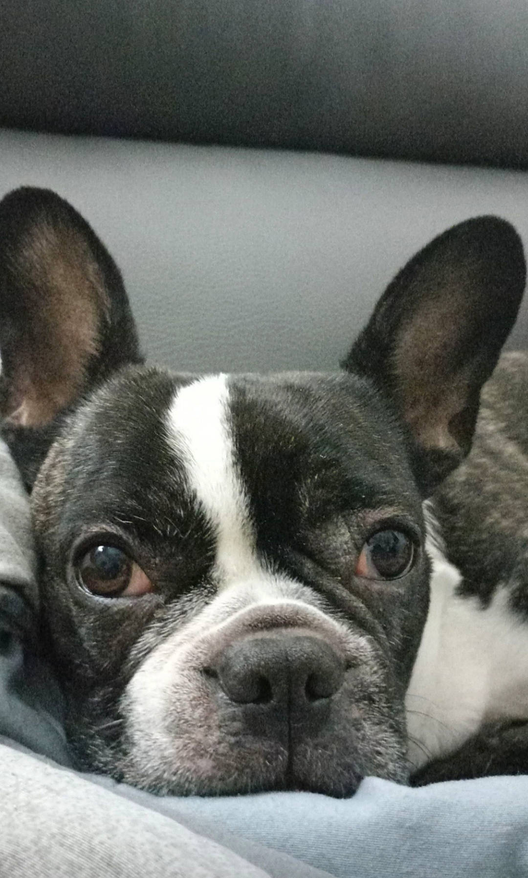 Holly participe au concours pour gagner de l'argent avec cette photo : bored, boston_terrier, canidae, carnivore, close_up, comfort, companion_dog, dog, dog_breed, ear, eye, fawn, head, jaw, sky, snout, sporting_group, terrestrial_animal, whiskers, working_animal