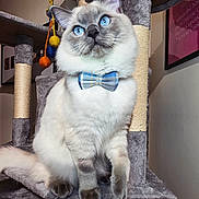 Blu joined the competition — help win amazing prizes! cat, blue_eyes, bow_tie, fluffy, cat_tree, indoor, pet, feline, sitting, curious, playful, colorful_toys, furry, domestic_cat, portrait, whiskers, ears, paws, tail, household