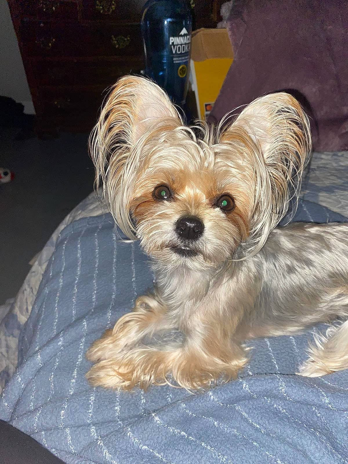 Chanel is registered to the contest to win money with this photo: biewer_terrier, cabinetry, canidae, carnivore, chest_of_drawers, companion_dog, dog, dog_breed, dog_supply, fawn, fur, liver, puppy_love, shih_poo, small_terrier, snout, sporting_group, terrier, toy_dog, working_animal