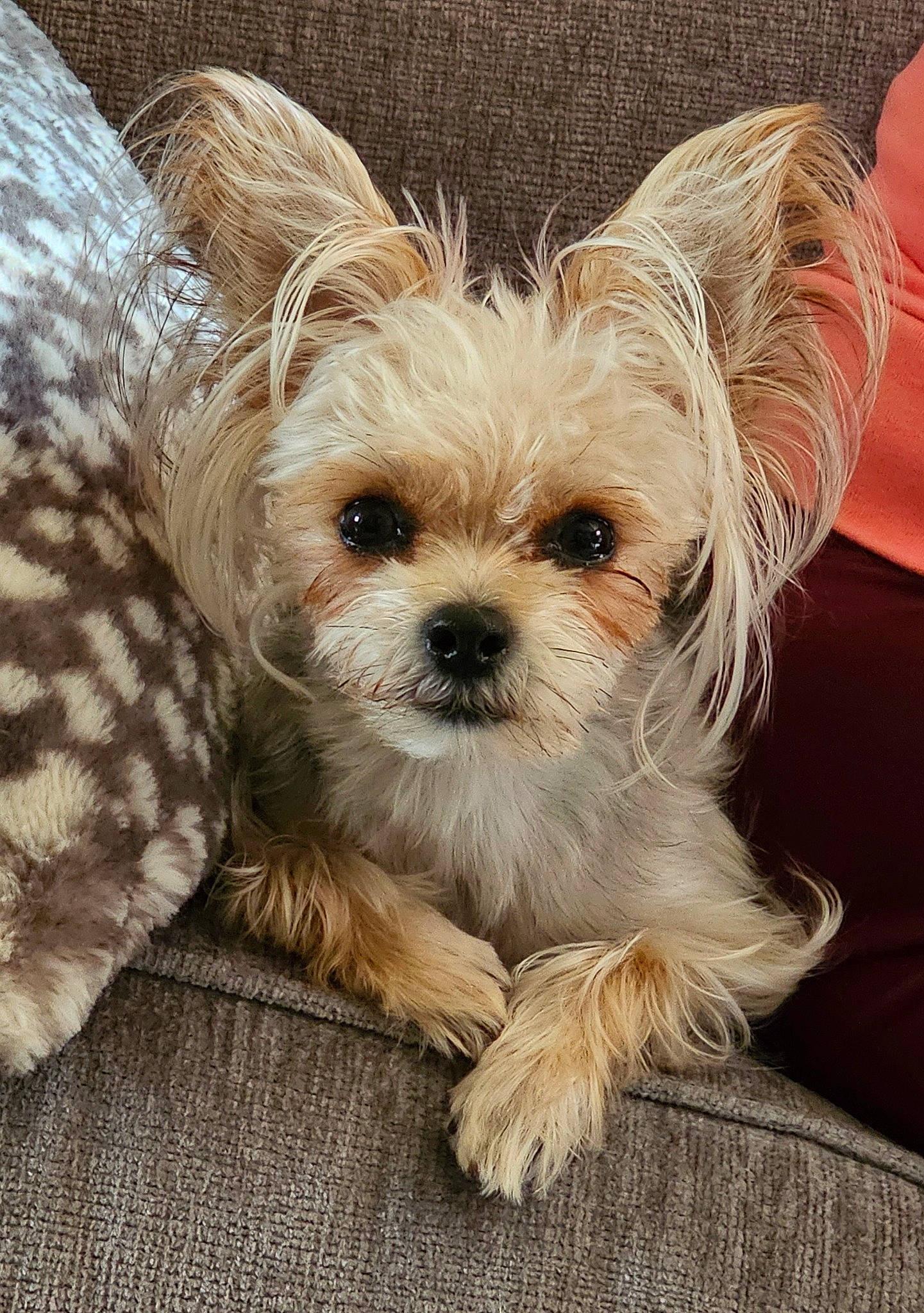 Chanel joined the competition — help win amazing prizes! biewer_terrier, canidae, carnivore, clock, companion_dog, dog, dog_breed, dog_supply, fawn, fur, pet_supply, small_terrier, snout, sporting_group, terrestrial_animal, terrier, toy_dog, whiskers, working_animal, yorkipoo