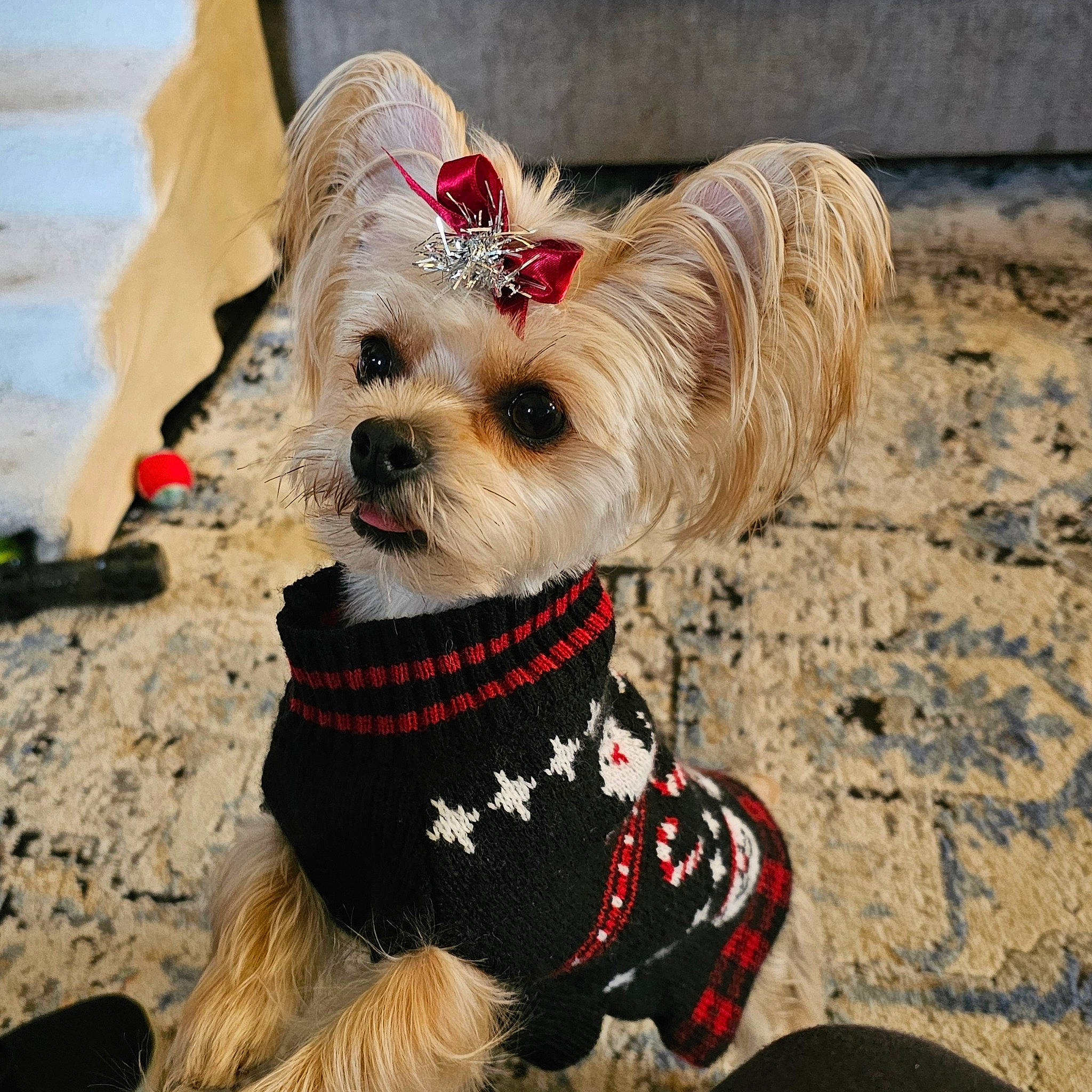 Chanel is registered to the contest to win money with this photo: canidae, carnivore, collar, companion_dog, dog, dog_breed, dog_clothes, dog_collar, dog_supply, eyewear, fawn, leash, liver, pet_supply, small_terrier, snout, sporting_group, sunglasses, toy_dog, working_animal