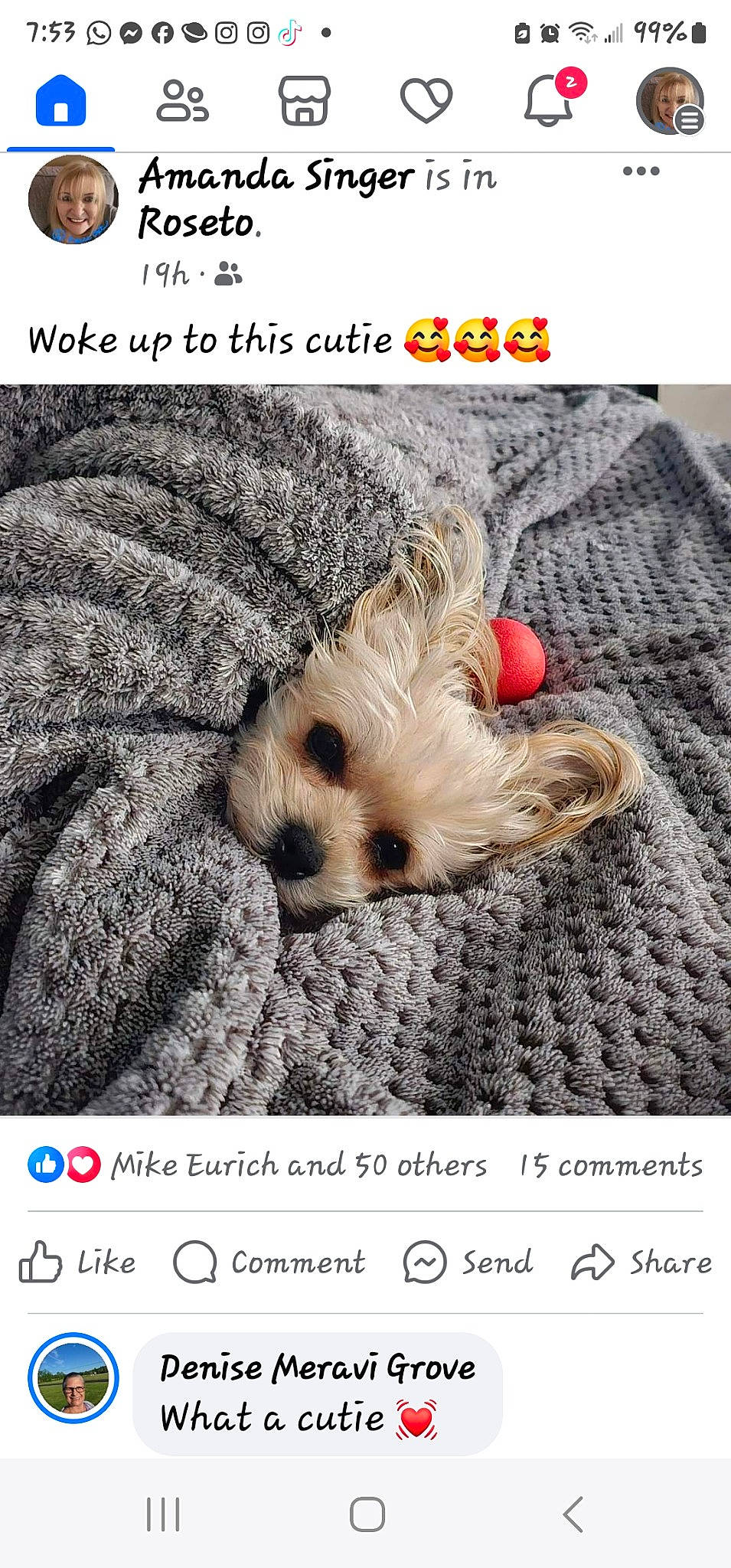 Chanel is registered to the contest to win money with this photo: canidae, carnivore, companion_dog, dog, dog_breed, dog_supply, font, fur, happy, paw, photo_caption, product, rock, screenshot, stuffed_toy, terrestrial_animal, toy, toy_dog, wildlife, wood