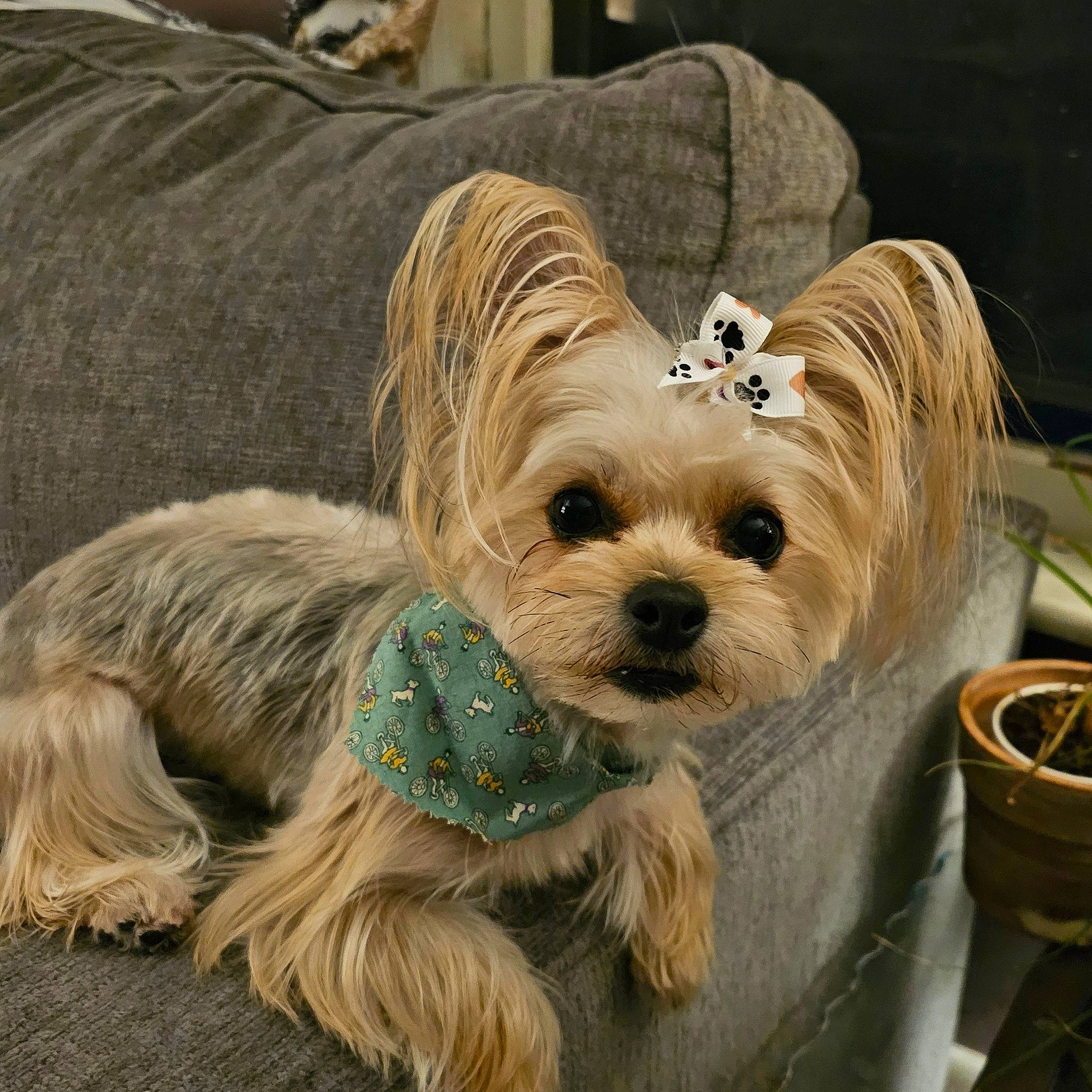 Chanel is registered to the contest to win money with this photo: canidae, carnivore, collar, companion_dog, dog, dog_breed, dog_clothes, dog_collar, dog_supply, fashion_accessory, fawn, fur, liver, pet_supply, small_terrier, snout, sporting_group, terrier, toy_dog, working_animal