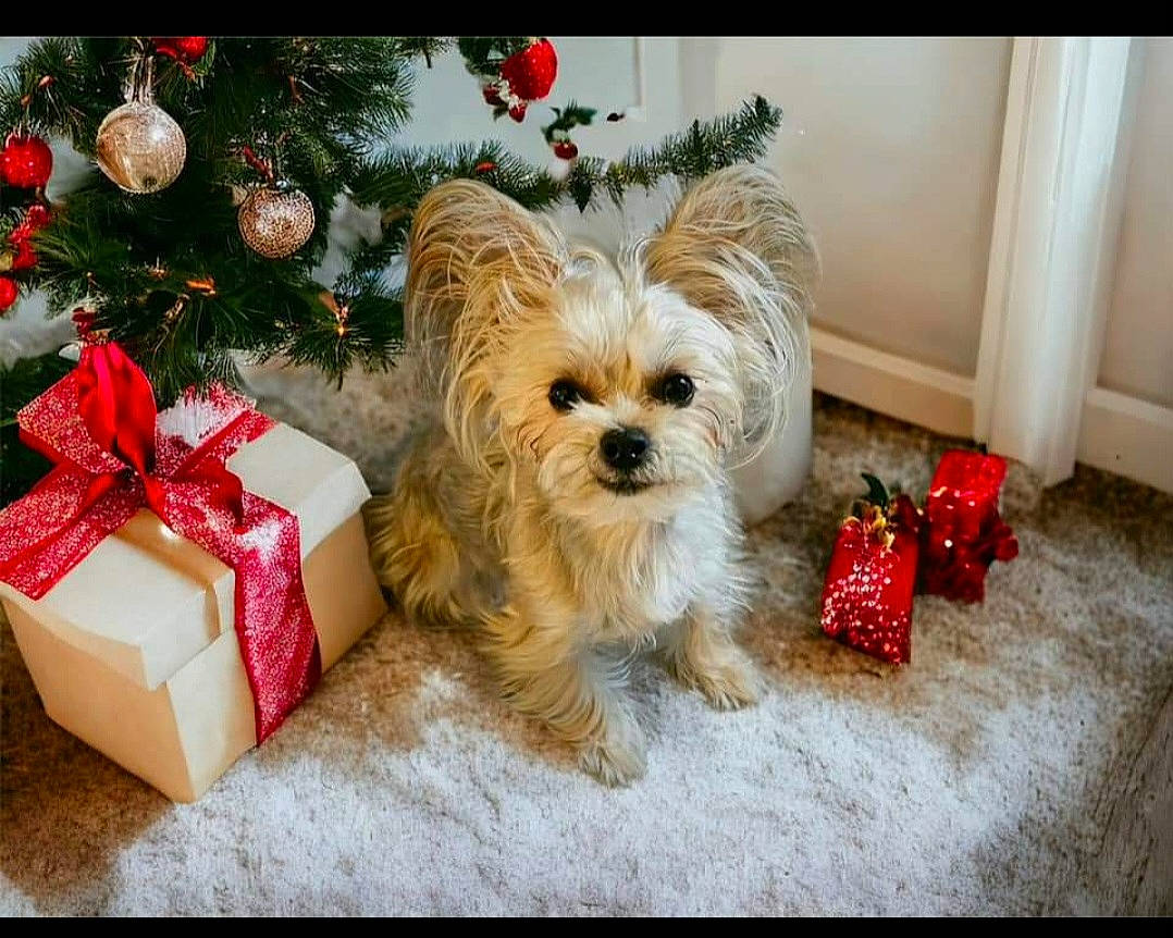 Chanel is registered to the contest to win money with this photo: carnivore, christmas, christmas_decoration, christmas_ornament, christmas_tree, companion_dog, dog, dog_breed, dog_supply, event, fawn, fur, liver, ornament, plant, red, snout, toy, toy_dog, working_animal