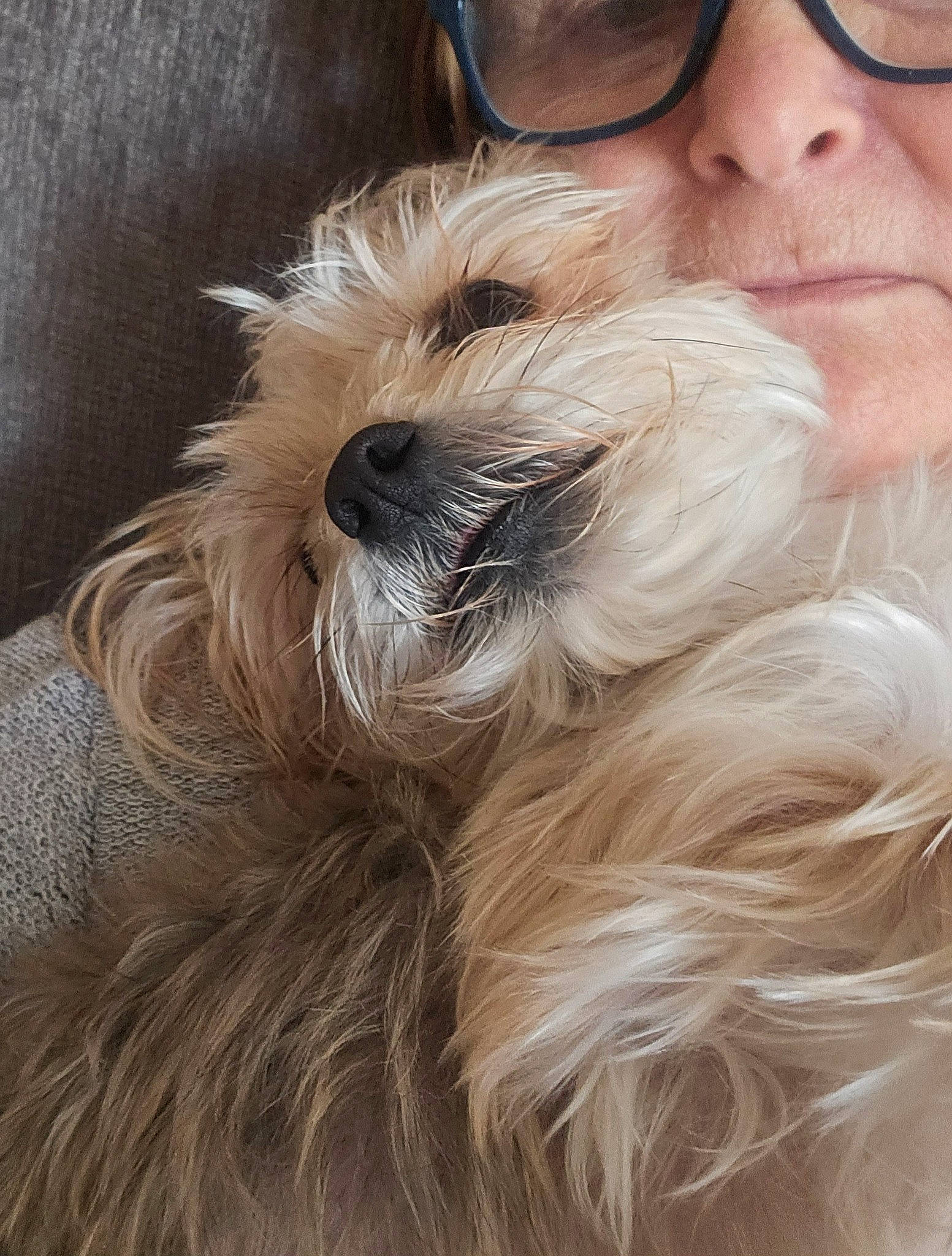 Chanel joined the competition — help win amazing prizes! beard, carnivore, companion_dog, dog, dog_breed, ear, fawn, fur, hat, liver, puppy_love, small_terrier, snout, sporting_group, sunglasses, terrier, toy_dog, whiskers, working_animal, wrinkle