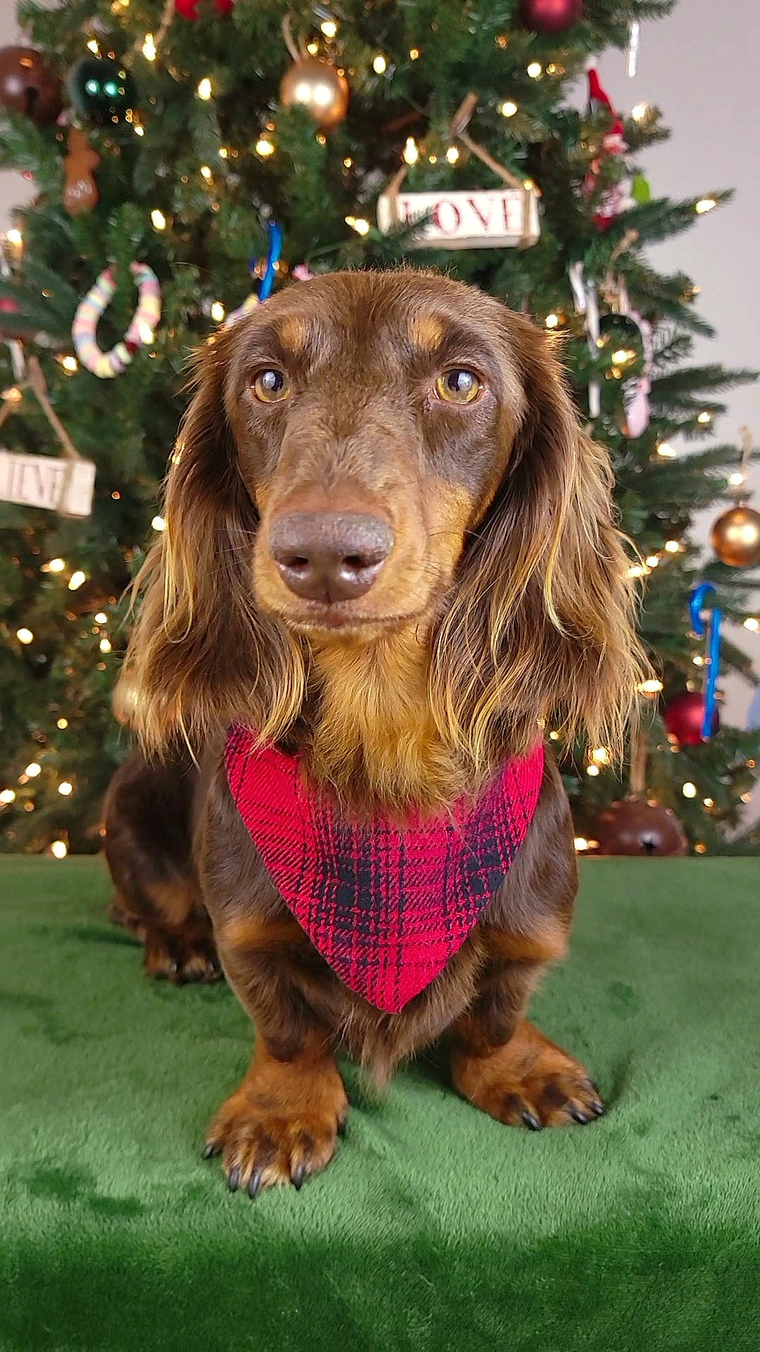 Kingston joined the competition — help win amazing prizes! canidae, carnivore, christmas, christmas_decoration, christmas_tree, cocker_spaniel, companion_dog, conifer, dog, dog_breed, event, fur, grass, gun_dog, holiday, liver, spaniel, sporting_group, tradition, working_animal