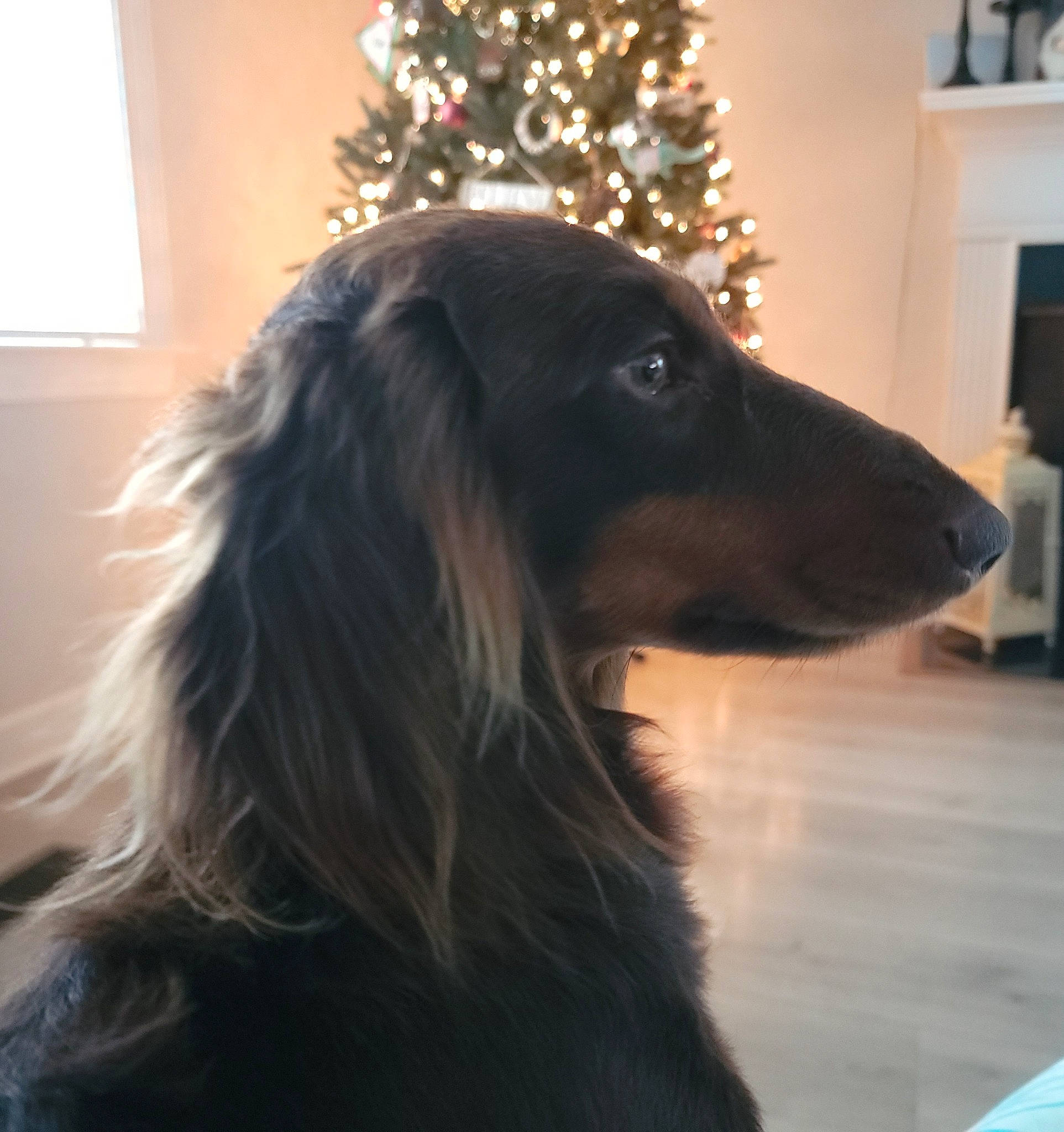 Kingston is registered to the contest to win money with this photo: carnivore, christmas, christmas_decoration, christmas_ornament, christmas_tree, companion_dog, conifer, dog, dog_breed, event, fur, herding_dog, holiday, holiday_ornament, interior_design, light, sporting_group, tree, window, working_dog