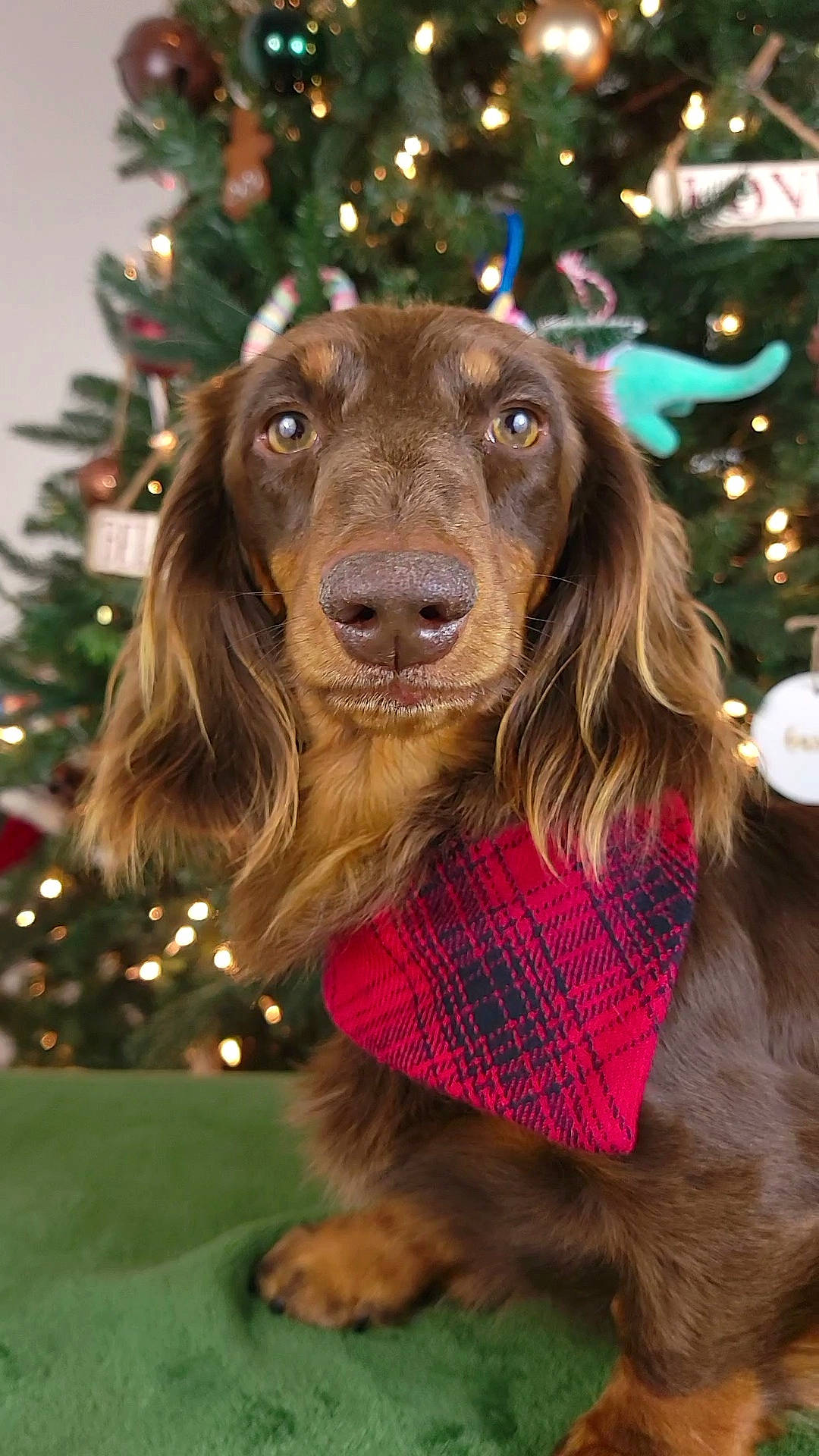 Kingston joined the competition — help win amazing prizes! carnivore, christmas, christmas_decoration, christmas_tree, companion_dog, conifer, dog, dog_breed, event, fawn, fur, gun_dog, holiday, interior_design, liver, mammal, snout, sporting_group, tree, working_animal