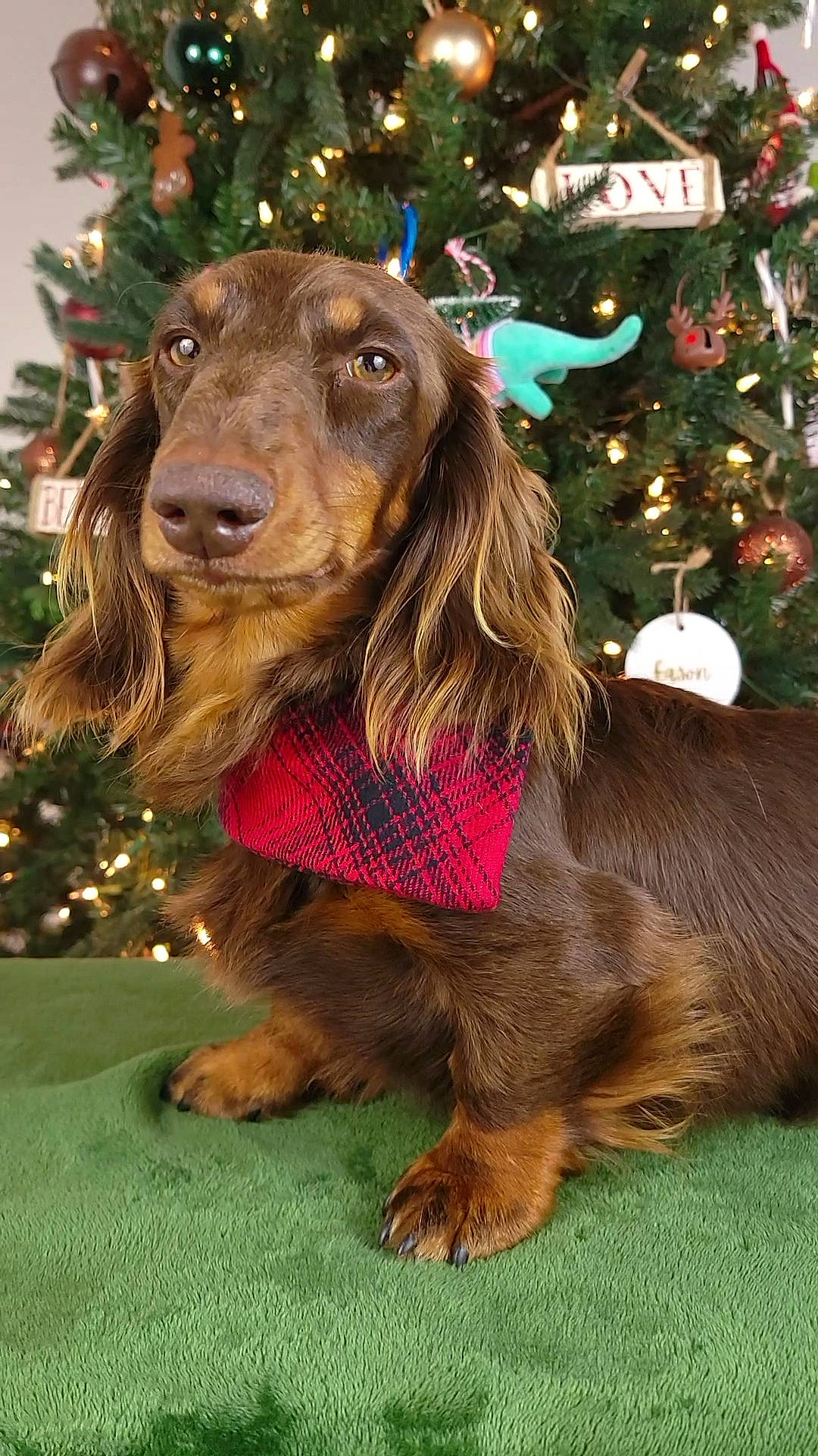 Kingston joined the competition — help win amazing prizes! canidae, carnivore, christmas, christmas_tree, collar, companion_dog, conifer, dog, dog_breed, event, fawn, fur, grass, holiday, liver, snout, spaniel, sporting_group, tree, working_animal