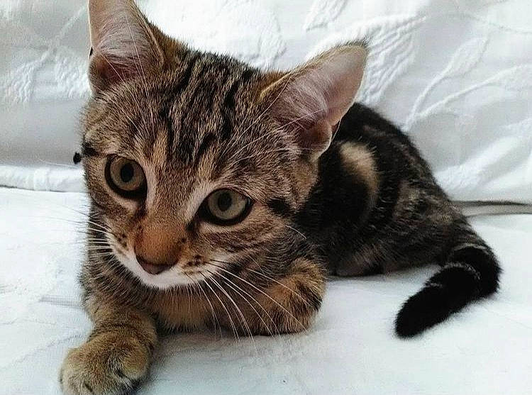 Choupette a rejoint le concours — aidez-le/la à gagner de superbes lots ! carnivore, cat, comfort, felidae, fur, small_to_medium_sized_cats, snout, terrestrial_animal, whiskers