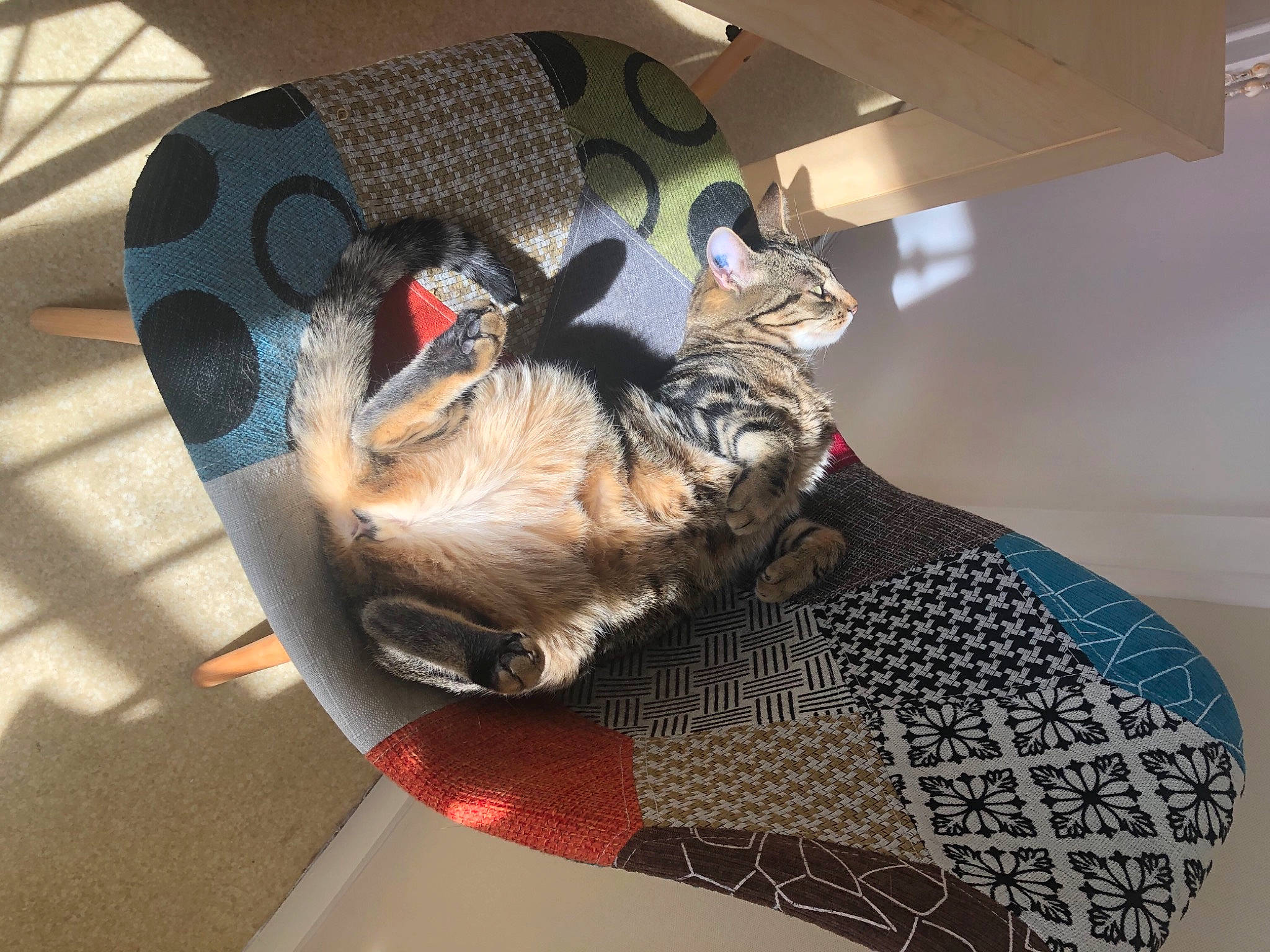 Choupette participe au concours pour gagner de l'argent avec cette photo : auto_part, canidae, carnivore, comfort, companion_dog, couch, dog, dog_breed, domestic_short_haired_cat, fawn, felidae, flooring, fur, pattern, paw, small_to_medium_sized_cats, snout, sporting_group, tail, whiskers