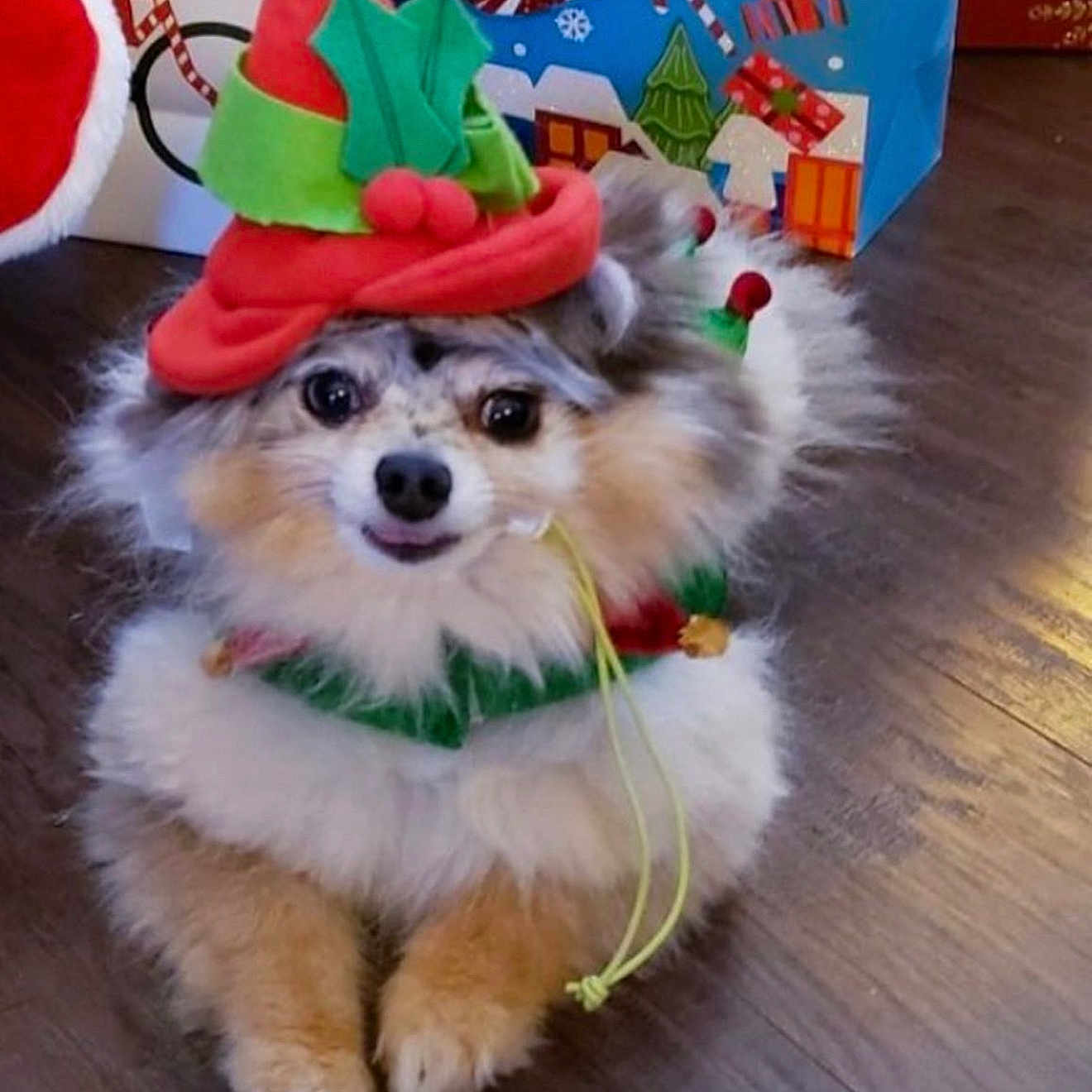 Peekaboo is registered to the contest to win money with this photo: animal, canine, christmas, christmasdecorations, clothing, cockerspaniel, dog, dogbed, envelope, eskimodog, festival, greetingcard, hat, indoors, interiordesign, papillon, pet, plush, puppy, toy