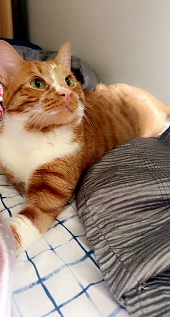 Abel is registered to the contest to win money with this photo: carnivore, cat, cat_supply, claw, comfort, domestic_short_haired_cat, fawn, felidae, fur, paw, pet_supply, sitting, small_to_medium_sized_cats, snout, tail, terrestrial_animal, whiskers, window, wood