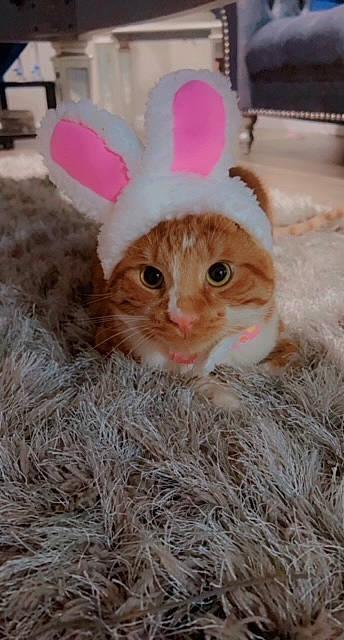 Abel joined the competition — help win amazing prizes! cat, ear, eyelash, fawn, felidae, fur, grass, livestock, pink, plant, plush, rabbits_and_hares, small_to_medium_sized_cats, snout, stuffed_toy, tail, terrestrial_animal, toy, vertebrate, whiskers