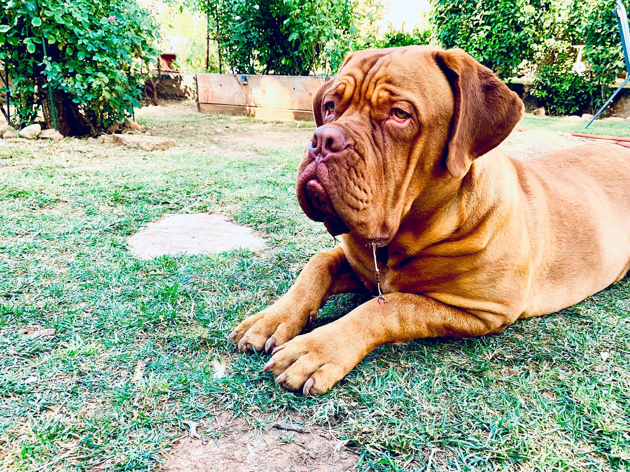 Boom joined the competition — help win amazing prizes! canidae, carnivore, companion_dog, dog, dog_breed, dog_supply, dogue_de_bordeaux, fawn, grass, groundcover, liver, ori_pei, plant, shar_pei, snout, sporting_group, terrestrial_animal, tree, working_dog, wrinkle