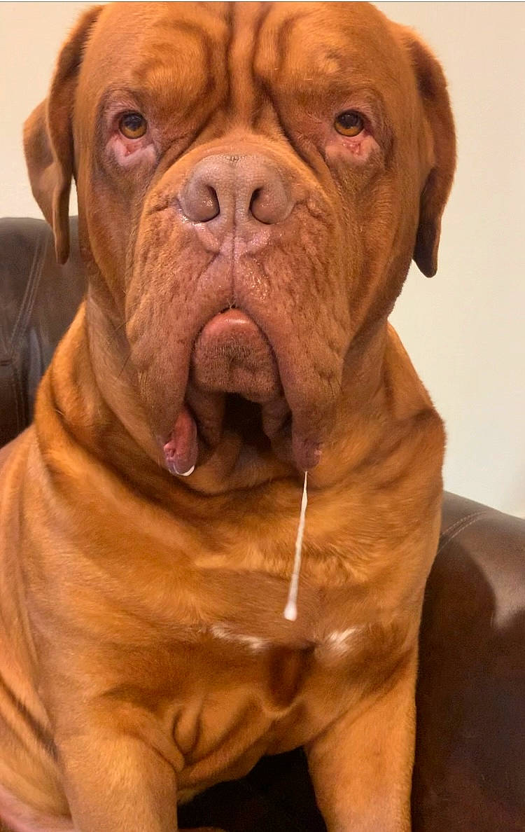 Boom joined the competition — help win amazing prizes! ancient_dog_breeds, bulldog, canidae, carnivore, collar, companion_dog, dog, dog_breed, dog_collar, fawn, fur, liver, molosser, snout, sporting_group, terrestrial_animal, whiskers, working_animal, working_dog, wrinkle