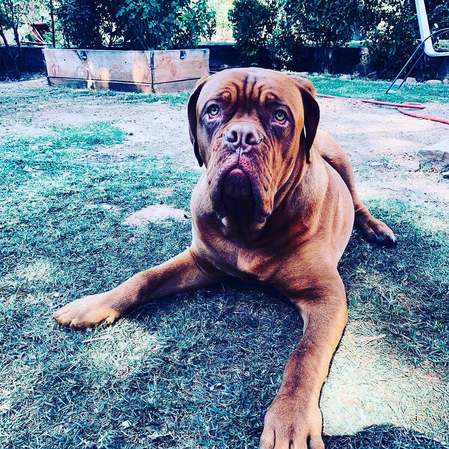 Boom joined the competition — help win amazing prizes! blue, boxer, canidae, carnivore, companion_dog, dog, dog_breed, fawn, grass, guard_dog, metal, molosser, plant, snout, sporting_group, tree, window, working_animal, working_dog, wrinkle