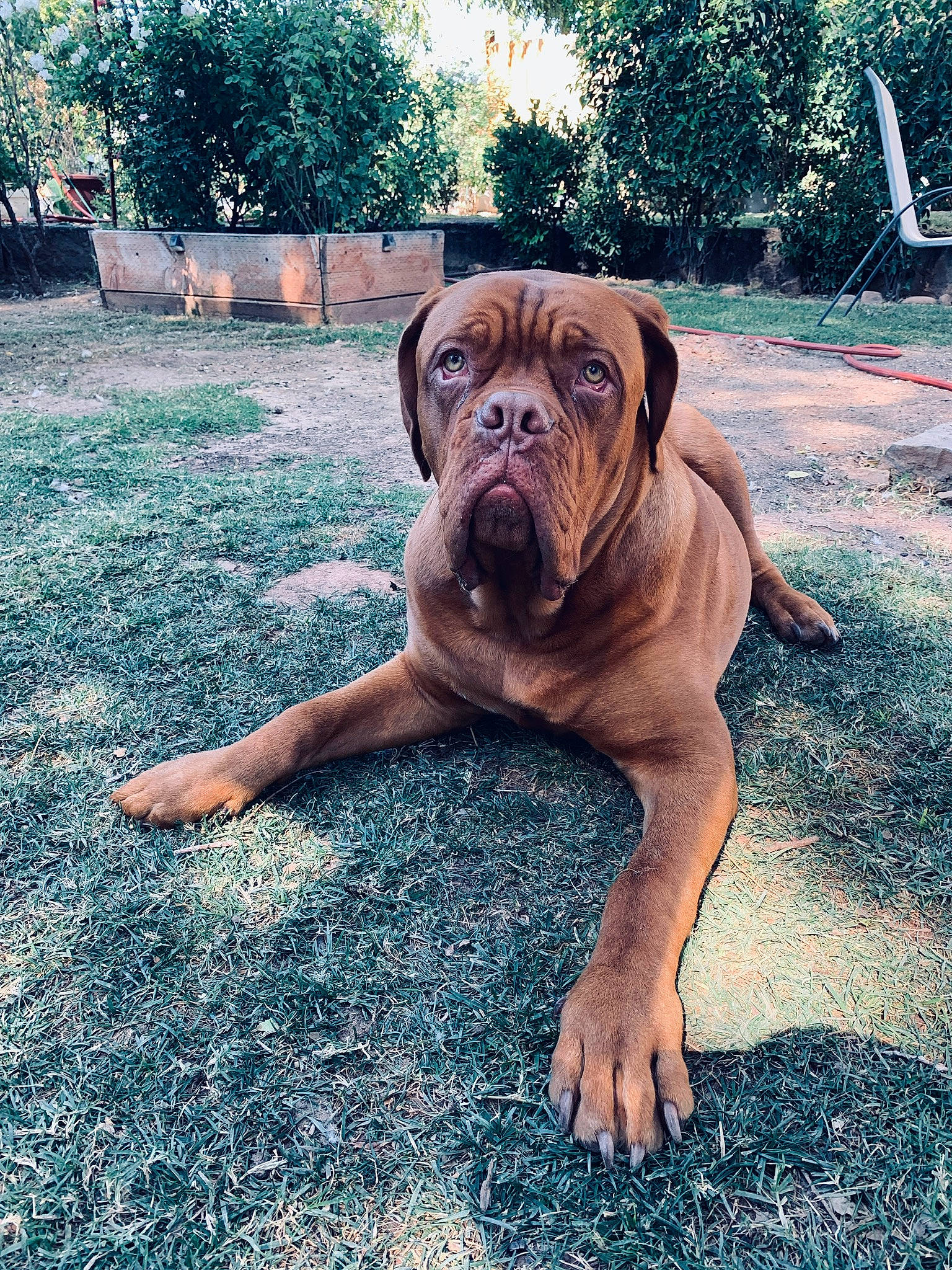 Boom joined the competition — help win amazing prizes! ancient_dog_breeds, canidae, carnivore, companion_dog, dog, dog_breed, fawn, grass, guard_dog, molosser, non_sporting_group, plant, snout, sporting_group, tree, window, wood, working_animal, working_dog, wrinkle