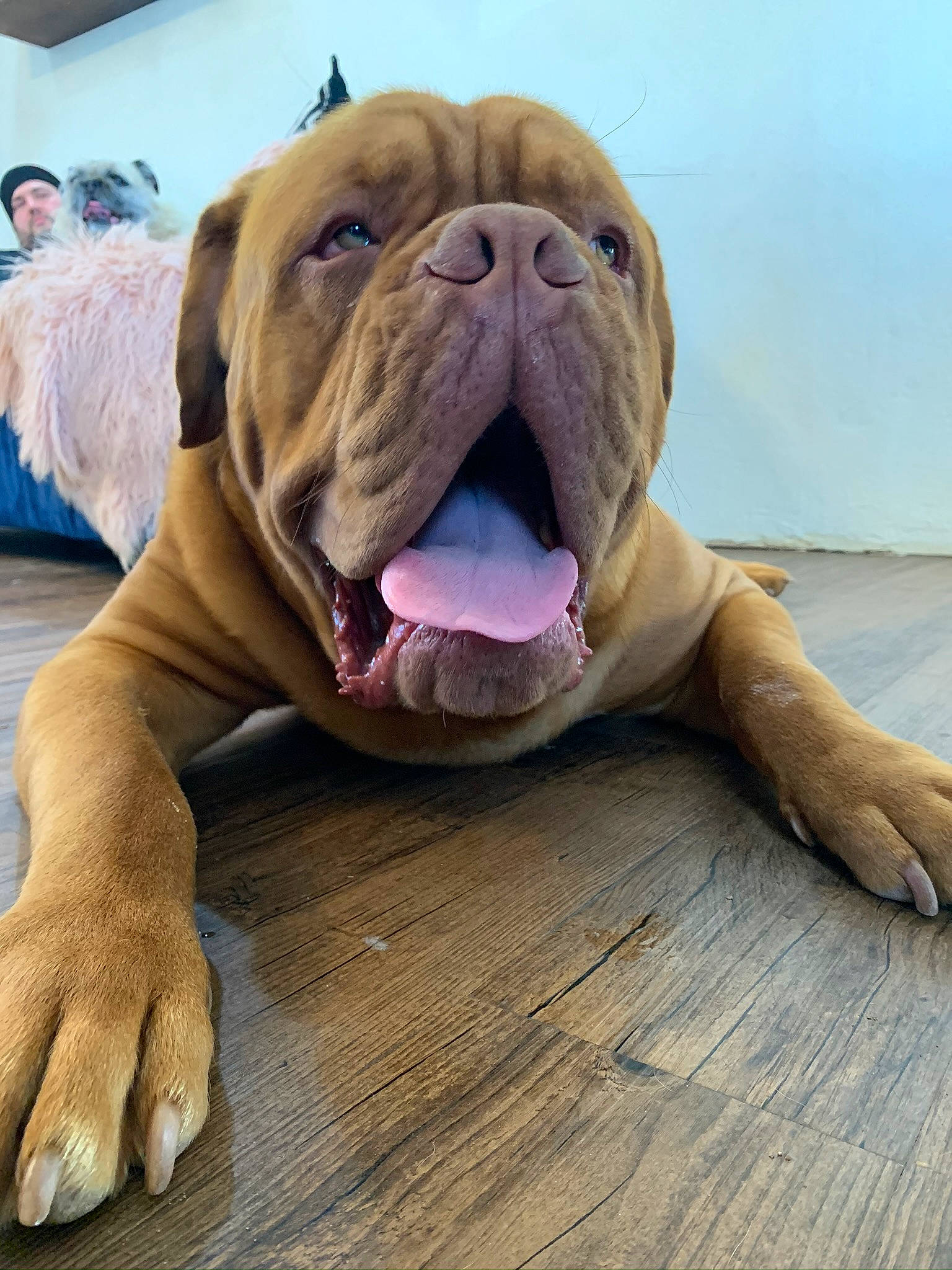 Church joined the competition — help win amazing prizes! bulldog, carnivore, companion_dog, dog, dog_breed, dog_collar, fawn, floor, flooring, hardwood, liver, molosser, paw, shar_pei, snout, sporting_group, terrestrial_animal, whiskers, wood, wrinkle