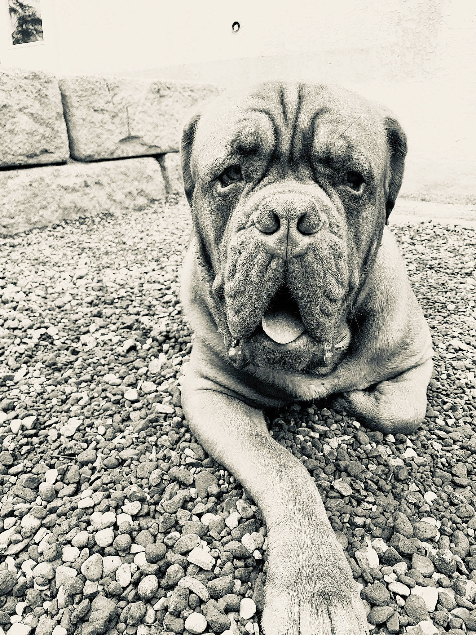 Church joined the competition — help win amazing prizes! art, bulldog, canidae, carnivore, companion_dog, dog, dog_breed, fawn, flooring, grass, molosser, monochrome, monochrome_photography, road_surface, snout, sporting_group, stock_photography, symmetry, working_animal, wrinkle