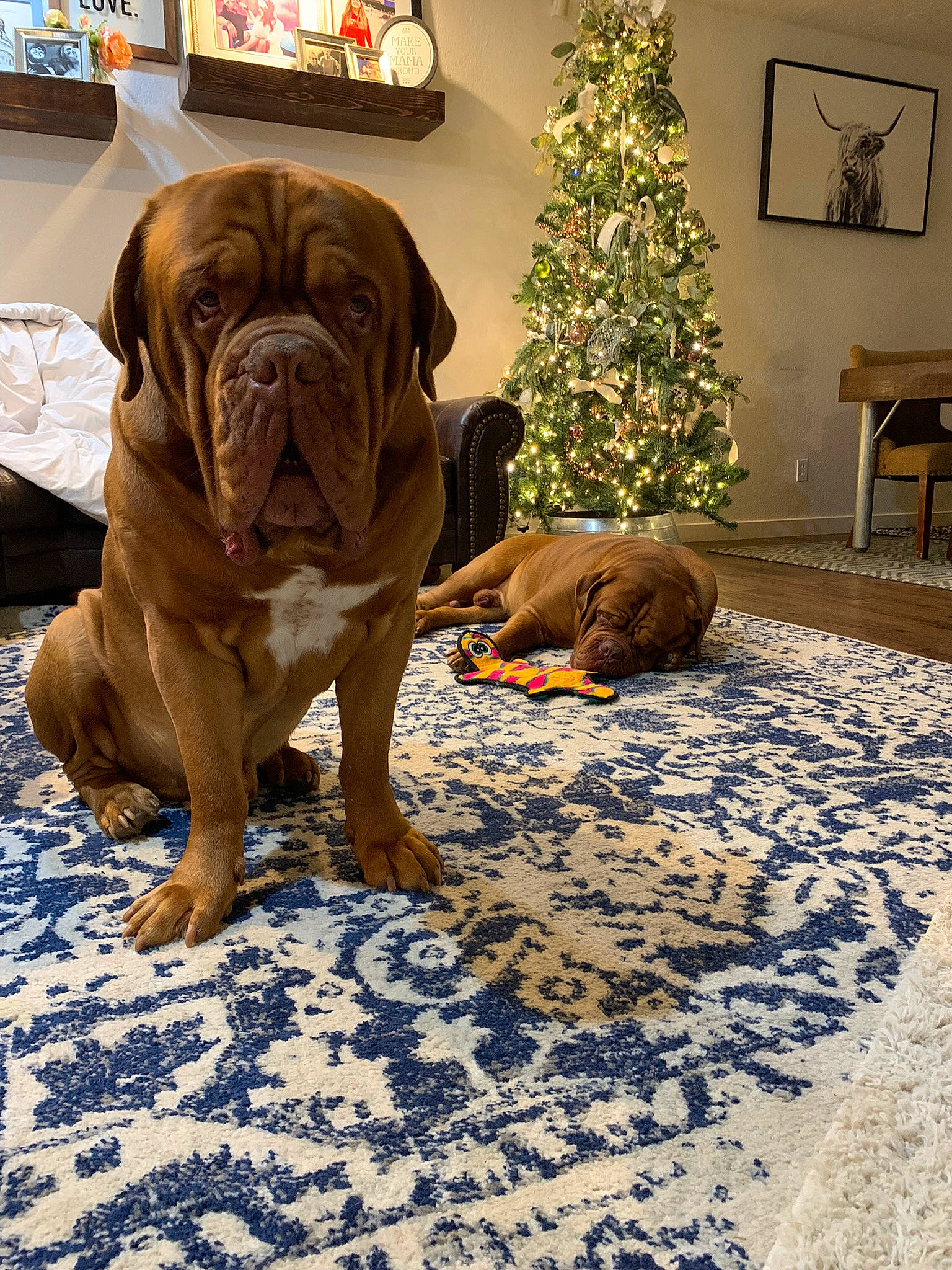 Church is registered to the contest to win money with this photo: boxer, bulldog, canidae, carnivore, christmas_decoration, christmas_tree, comfort, companion_dog, dog, dog_breed, fawn, floor, flooring, ornament, plant, sporting_group, tree, wood, working_animal, wrinkle
