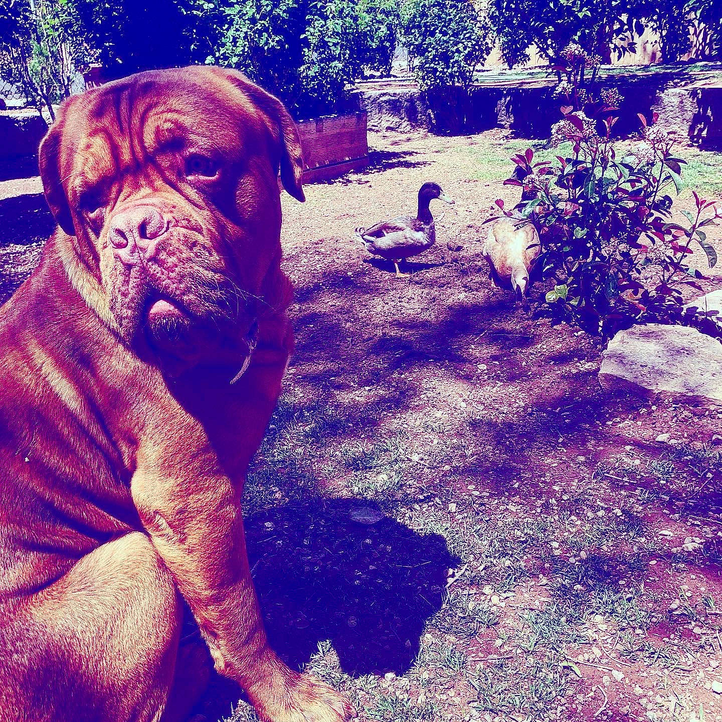 Church joined the competition — help win amazing prizes! art, carnivore, companion_dog, dog, dog_breed, electric_blue, fawn, grass, landscape, liver, molosser, plant, snout, soil, sporting_group, square, tints_and_shades, visual_arts, working_animal, wrinkle