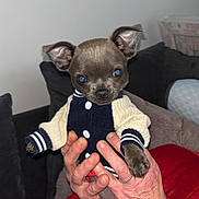 Winni participe au concours pour gagner de l'argent avec cette photo : dog, puppy, small_dog, sweater, clothing, hands, person, indoor, couch, pet, cute, animal, furniture, cozy, portrait, looking_at_camera, home, sitting, warm, adorable