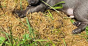 Winni a rejoint le concours — aidez-le/la à gagner de superbes lots ! puppy, dog, grass, plants, outdoor, nature, young, pet, gray, small, cute, animal, laying, sunlight, garden, fur, ears, muzzle, paw, resting