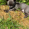 puppy, dog, grass, plants, outdoor, nature, young, pet, gray, small, cute, animal, laying, sunlight, garden, fur, ears, muzzle, paw, resting