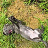 puppy, dog, grass, outdoor, playful, greenery, moss, pet, animal, nature, young, fur, paw, mouth_open, happy, summer, sunlight, plant, ground, cute