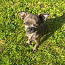 Winni a rejoint le concours — aidez-le/la à gagner de superbes lots ! dog, puppy, grass, outdoor, sunlight, pet, small_dog, cute, animal, nature, ears, brown_fur, canine, daylight, young_dog, adorable, shadow, looking_up, muzzle, four_legs