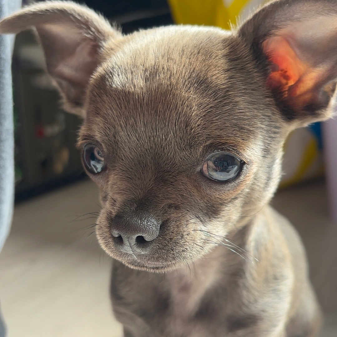 Winni a rejoint le concours — aidez-le/la à gagner de superbes lots ! puppy, dog, small_dog, cute, indoor, pet, animal, fur, ears, eyes, floor, light, shadows, blurred_background, young, portrait, adorable, looking, close_up, standing