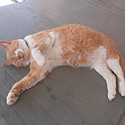 Julie a rejoint le concours — aidez-le/la à gagner de superbes lots ! abyssinian, accessories, angora, animal, cat, furniture, hardwood, indoors, interiordesign, kitten, manx, person, pet, plywood, siamese, sleeping, snout, stainedwood, strap, wood