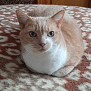 Nonnez Julie a rejoint le concours — aidez-le/la à gagner de superbes lots ! cat, animal, pet, loaf, feline, whiskers, bed, blanket, pattern, brown, white, indoor, fur, ears, eyes, wood, wardrobe, furniture, resting, calm