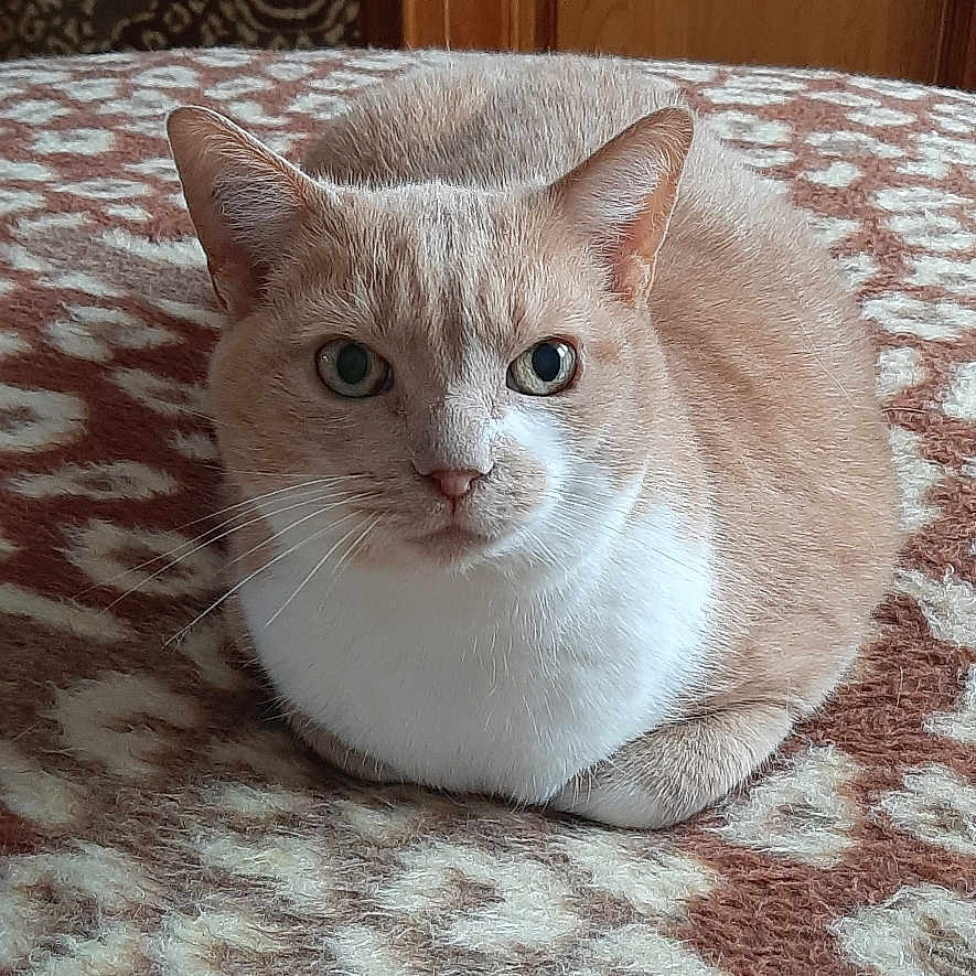 Nonnez Julie a rejoint le concours — aidez-le/la à gagner de superbes lots ! animal, bed, blanket, brown, calm, cat, ears, eyes, feline, fur, furniture, indoor, loaf, pattern, pet, resting, wardrobe, whiskers, white, wood